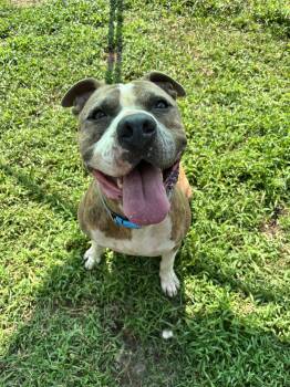 Rescue Pit Bull Terrier Dogs for Adoption in Willis, Texas - Saint | PetCurious