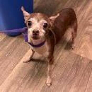 Gigi Gem -  Chihuahua Dog for Adoption in Ramona, California - Gigi Gem | PetCurious