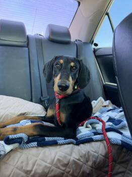 Doberman Pinscher Dogs Available for Adoption in Visalia, California - Dobi | PetCurious