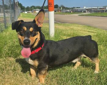 Big Poppa -  Corgi and Dachshund Dog for Adoption in Tulsa, Oklahoma - Big Poppa | PetCurious