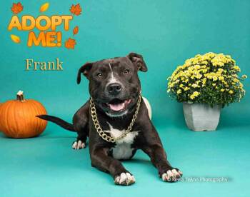 Rescue Pit Bull Terrier Dogs for Adoption in Statesboro, Georgia - Frank | PetCurious