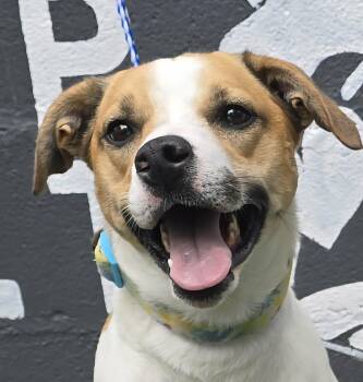 Carolina Dog and Labrador Retriever Dogs Available for Adoption in Newport, Tennessee - Lexie | PetCurious