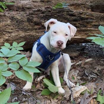 Goof -  American Bulldog Dog for Adoption in Patchogue, New York - Goof | PetCurious