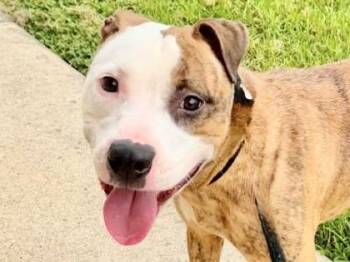 Anita -  Mixed Breed Dog for Adoption in Georgetown, Texas - Anita | PetCurious