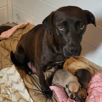 Tillie * -  Plott Hound and Labrador Retriever Dog for Adoption in Hackett, Arkansas - Tillie * | PetCurious