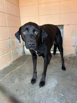 Jacob -  Labrador Retriever Dog for Adoption in Gautier, Mississippi - Jacob | PetCurious