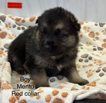 Rescue German Shepherd Dog Dogs for Adoption in Pleasant Hill, California - Mento | PetCurious