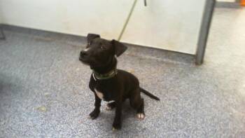 SEAN -  Pit Bull Terrier Dog for Adoption in Charlotte, North Carolina - SEAN | PetCurious