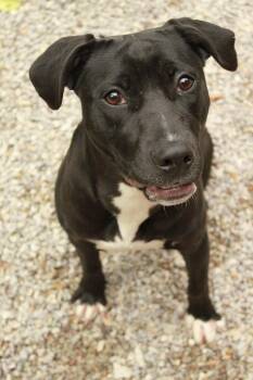 Cookie -  American Staffordshire Terrier Dog for Adoption in Ona, West Virginia - Cookie | PetCurious