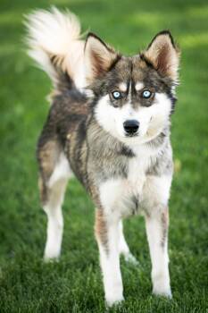 Brigitta Mac Bridge -  Husky and Shepherd Dog for Adoption in Fort Lupton, Colorado - Brigitta Mac Bridge | PetCurious