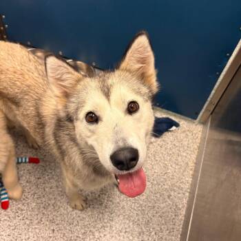Tahiti -  Husky and Mixed Breed Dog for Adoption in Clavet, Saskatchewan - Tahiti | PetCurious