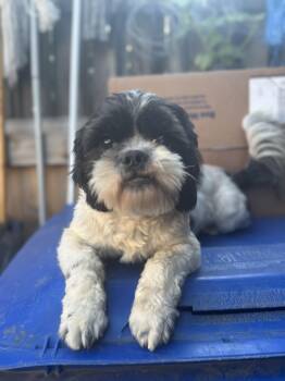Shih Tzu Dogs Available for Adoption in Los Angeles, California - Moty | PetCurious