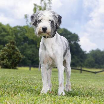 Indy -  Australian Shepherd and Poodle Dog for Adoption in Franklin, Tennessee - Indy | PetCurious
