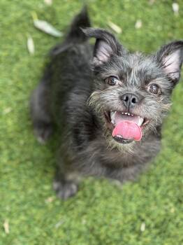 Pug and Yorkshire Terrier Dogs Available for Adoption in West Hollywood, California - Dart | PetCurious