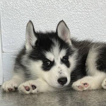 Solvang -  Husky and Mixed Breed Dog for Adoption in Long Beach, California - Solvang | PetCurious