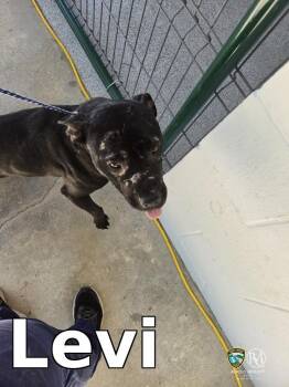 Pit Bull Terrier Dogs Available for Adoption in Rocky Mount, North Carolina - Levi | PetCurious