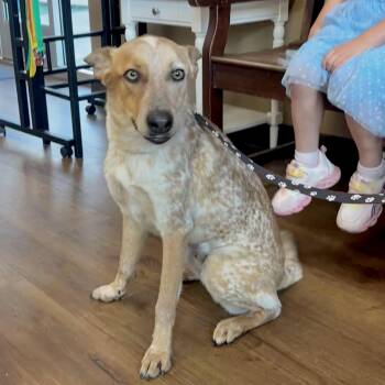 Australian Cattle Dog Blue Heeler Dogs Available for Adoption in Corpus Christi, Texas - Robin | PetCurious