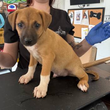 Burk -  Mixed Breed Dog for Adoption in Wappingers Falls, New York - Burk | PetCurious