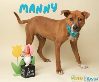 Manny -  Feist and Mixed Breed Dog for Adoption in Fairhope, Alabama - Manny | PetCurious