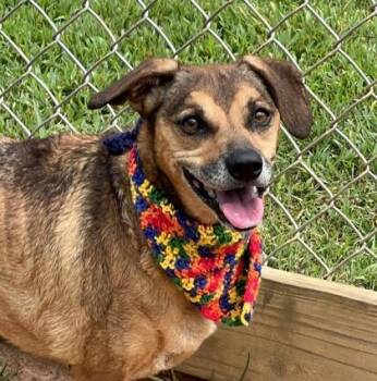 Liliah -  Mixed Breed Dog for Adoption in Seneca, South Carolina - Liliah | PetCurious