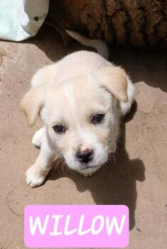 Labradoodle and Terrier Dogs Available for Adoption in Aurora, Indiana - Family Trees :  Hazel | PetCurious