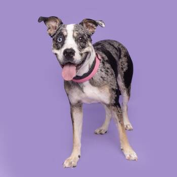 Rescue Mixed Breed Dogs for Adoption in Franklin, Tennessee - Skyler | PetCurious