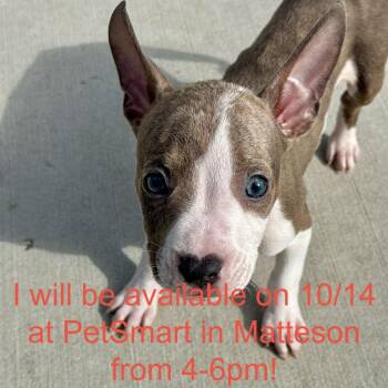 Mouse -  Pit Bull Terrier and Mixed Breed Dog for Adoption in Matteson, Illinois - Mouse | PetCurious