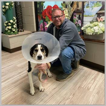 Rescue Hound Dogs for Adoption in Elyria, Ohio - Elizabeth | PetCurious