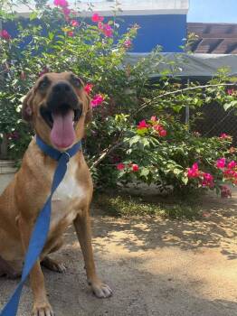 Lolita -  Black Mouth Cur and Labrador Retriever Dog for Adoption in Ramona, California - Lolita | PetCurious