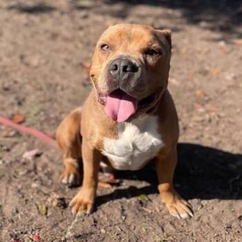 Mixed Breed Dogs Available for Adoption - TANK | PetCurious