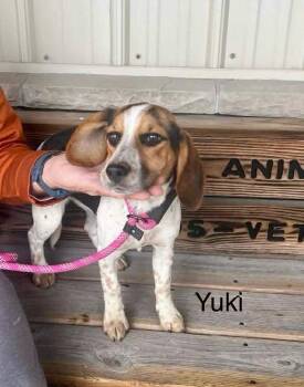Rescue Beagle Dogs for Adoption in Saint Clairsville, Ohio - Yuki | PetCurious