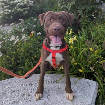 Charlie -  Labrador Retriever Dog for Adoption in Stratford, Connecticut - Charlie | PetCurious