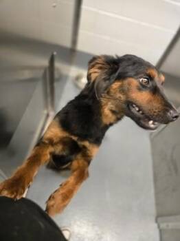Momo -  Mixed Breed Dog for Adoption in Fort Worth, Texas - Momo | PetCurious