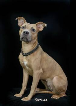 Sarina -  Terrier Dog for Adoption in Manchester, Connecticut - Sarina | PetCurious