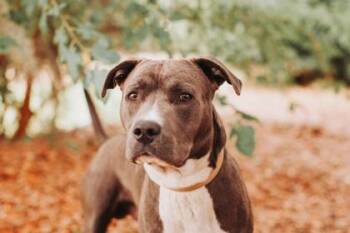 American Staffordshire Terrier and Mixed Breed Dogs Available for Adoption in North Charleston, South Carolina - 92668a Munchkin | PetCurious