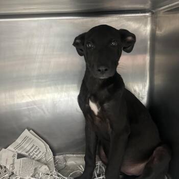 Blender -  Shepherd and Mixed Breed Dog for Adoption in Lakeland, Florida - Blender | PetCurious