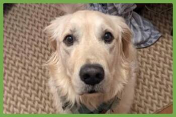 Mochi -  Golden Retriever Dog for Adoption in Amherst, Massachusetts - Mochi | PetCurious