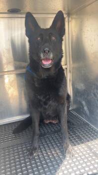 Franca -  German Shepherd Dog Dog for Adoption in Douglasville, Georgia - Franca | PetCurious