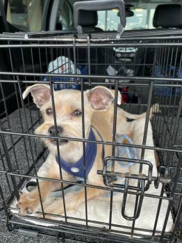 Kippy -  Miniature Schnauzer Dog for Adoption in Plano, Texas - Kippy | PetCurious