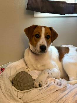 Terrier and Beagle Dogs Available for Adoption in Little Rock, Arkansas - Lennox (Lenny) | PetCurious