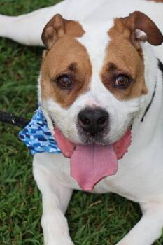 Duke -  Mixed Breed Dog for Adoption in Columbia, Tennessee - Duke | PetCurious