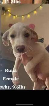 Mixed Breed Dogs Available for Adoption in Wyoming, Michigan - Runa | PetCurious