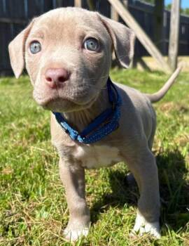 Howie -  Mixed Breed Dog for Adoption in Olean, New York - Howie | PetCurious
