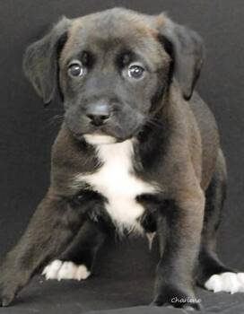 Likitung -  Irish Wolfhound and Bluetick Coonhound Dog for Adoption in Newland, North Carolina - Likitung | PetCurious
