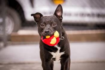 Spartacus -  Pit Bull Terrier Dog for Adoption in Hamilton, Montana - Spartacus | PetCurious