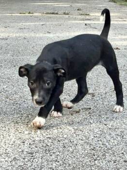 Cicada -  Mixed Breed Dog for Adoption in Muskegon, Michigan - Cicada | PetCurious