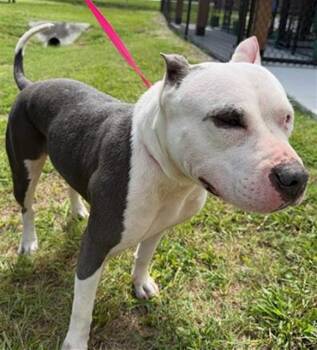 JUNIE -  American Bulldog Dog for Adoption in Winter Haven, Florida - JUNIE | PetCurious