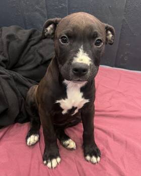 Brusco -  American Staffordshire Terrier Dog for Adoption in Houston, Texas - Brusco | PetCurious