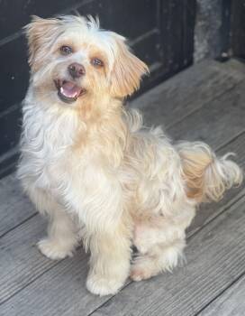 CAMMIE -  Havanese and Miniature Poodle Dog for Adoption in Los Angeles, California - CAMMIE | PetCurious