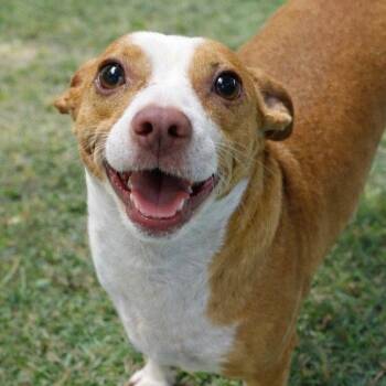 Rat Terrier and Terrier Dogs Available for Adoption - Boone | PetCurious